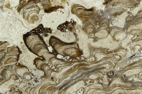 Breaking Fossil/Making Polished Fossil Here! .